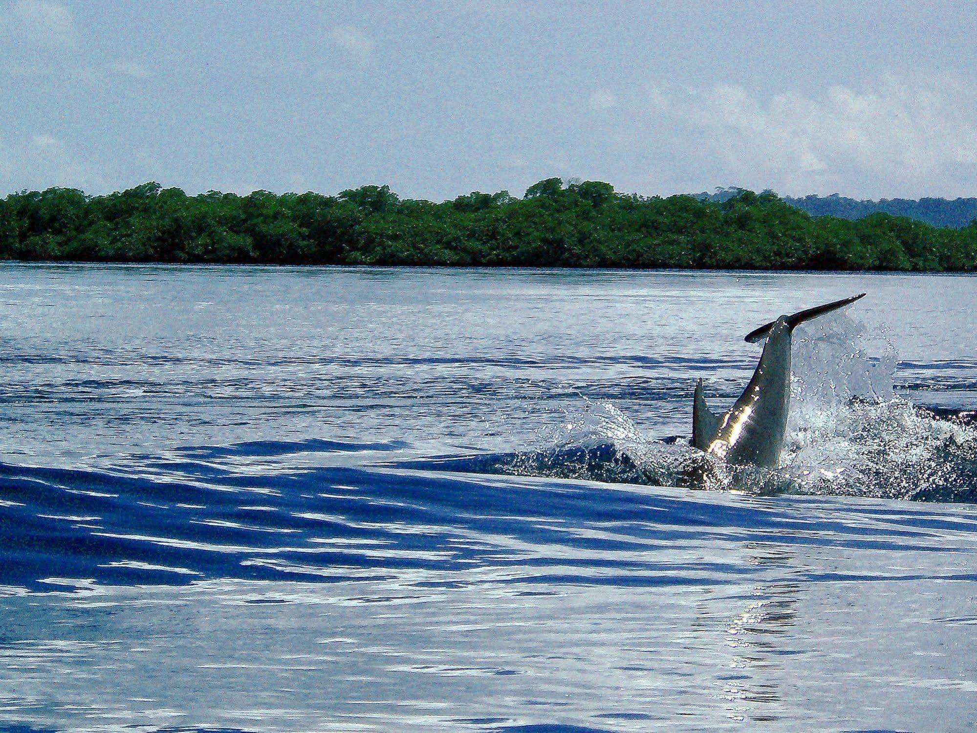 Punta Caracol Acqua Lodge ボカス・タウン エクステリア 写真
